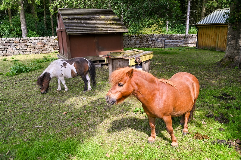 Leeds Children's Charity at Lineham Farm ponies