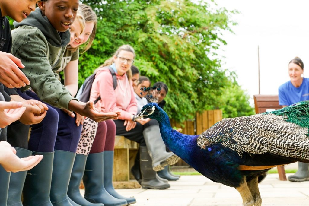 children-learning-about-wildlife-lineham-farm