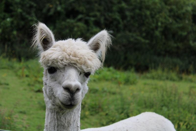 Alpaca at Meanwood Valley Urban Farm, Leeds