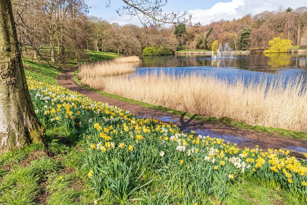 Daffodils at Roundhay Park-min